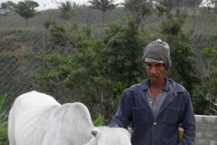 Cattle Raising Project
