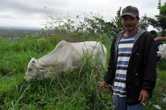 Cattle Raising Project